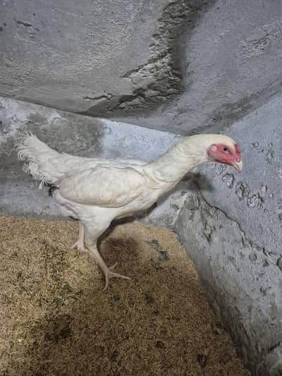 white Shamo female | Shamo madi | white shamo pathi