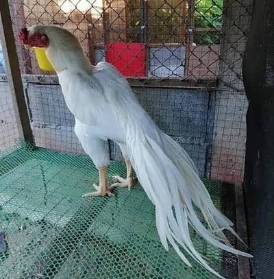 parrot beak eggs for sale folding cage available