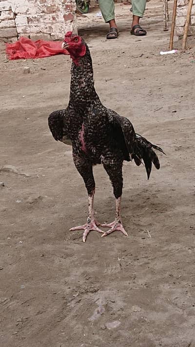 Vietnam or Pakistani cores patha for sel