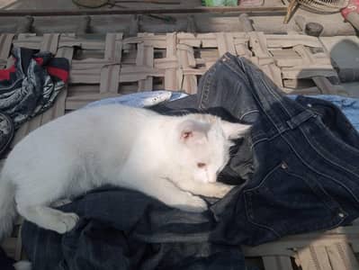 PERSIAN CAT FOR SALE