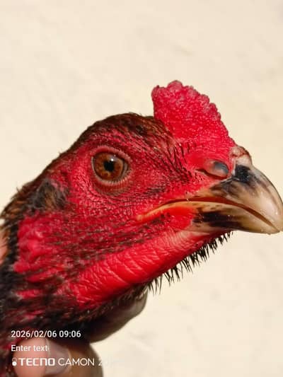 Thai Vaitnam Pair Quality birds