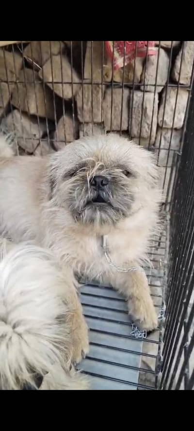 Stuzu &shih tzu dog pair available for sale location bahawal pur