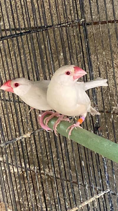 Opal Fawn Java Breeder Pair