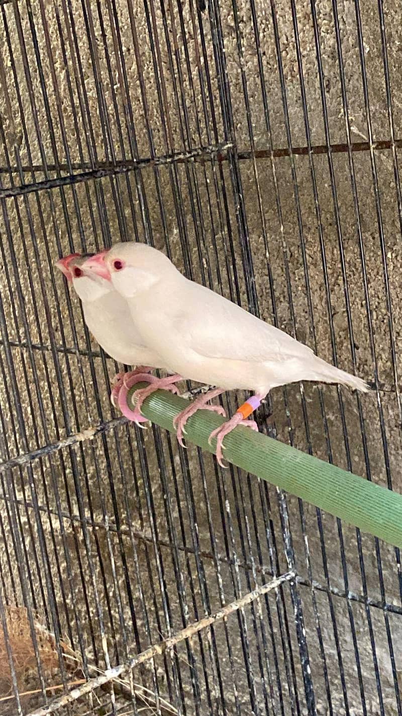 Opal Fawn Java Breeder Pair 1