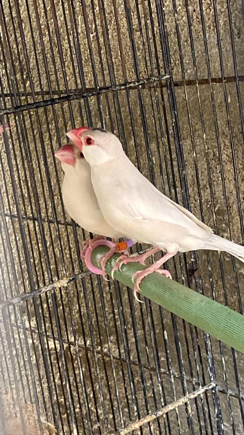 Opal Fawn Java Breeder Pair 3