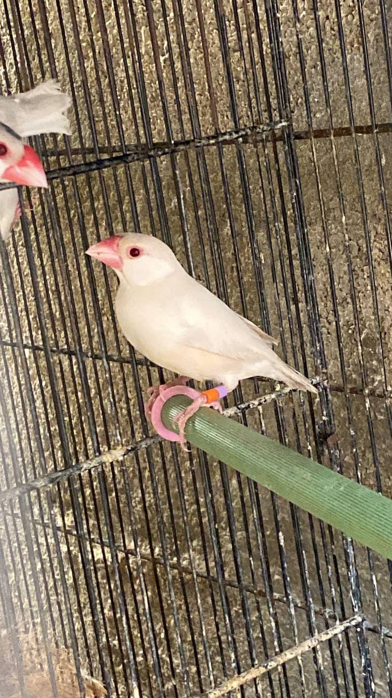 Opal Fawn Java Breeder Pair 4