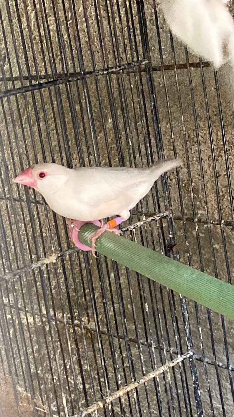 Opal Fawn Java Breeder Pair 6