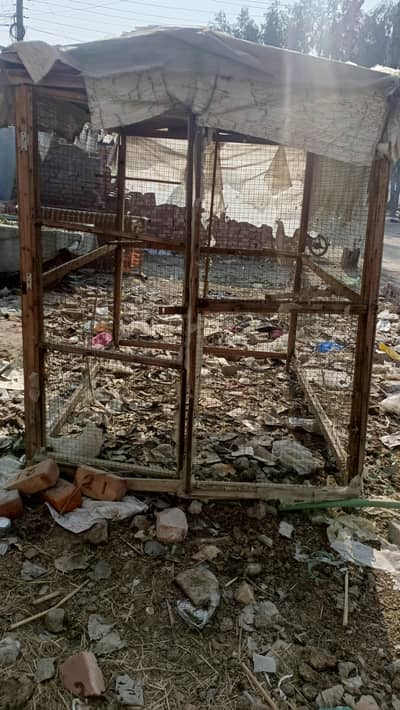 Big colony Cage hens and pigeon