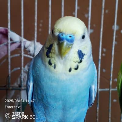 3 piece healdy and Active {0-3-0-2-7-0-2-0-6-2-7}