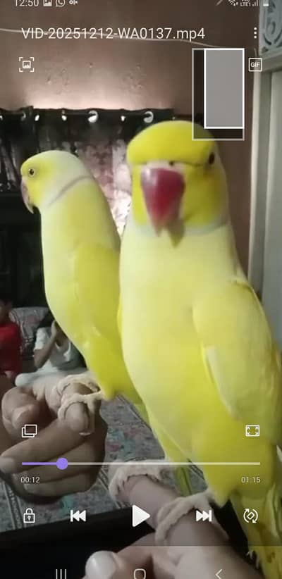 yellow ringneck pair male tamed and talkative female wild