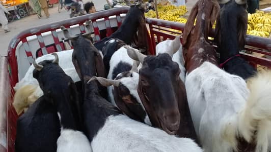 MashaAllah pateri gabban females available