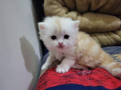 punch face persian kittens available