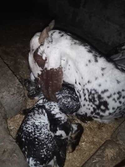 makha chini bakri with 2 kids