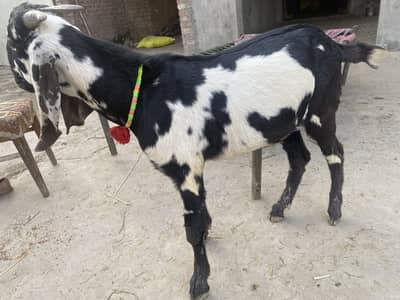 Desi Bakra for sale