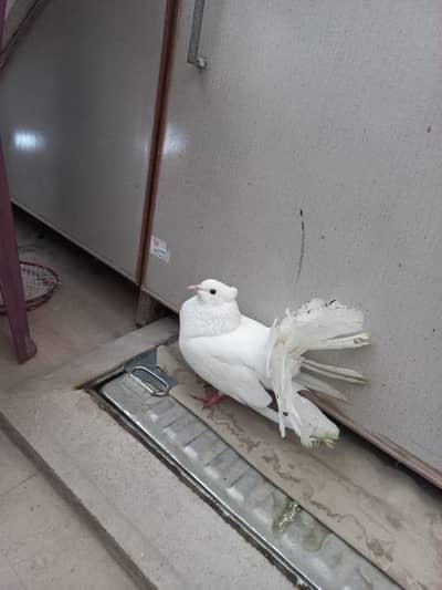 Pair of pigeons white colour with cage