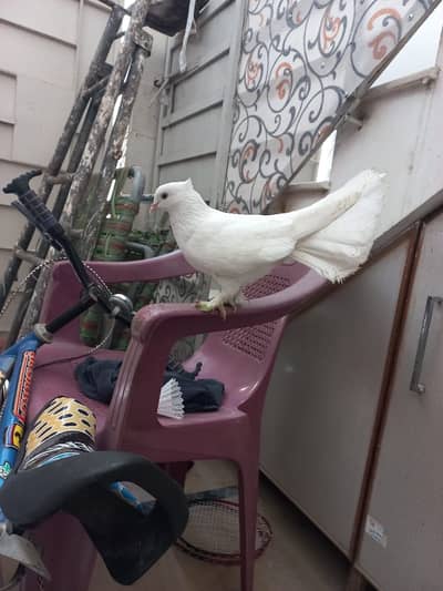 Pair of pigeons white colour with cage