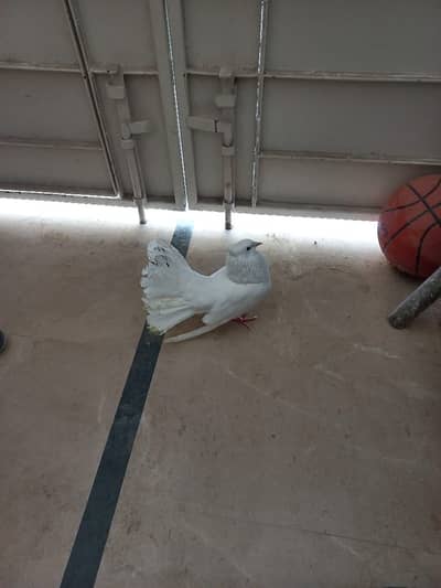 Pair of pigeons white colour with cage