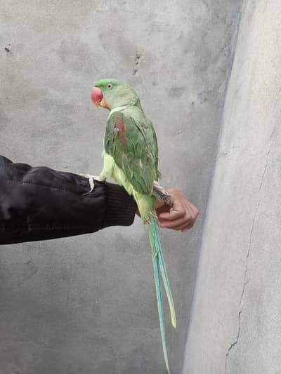 parrot for sale raw male