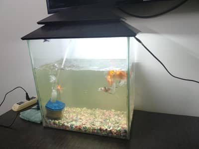 fish aquarium