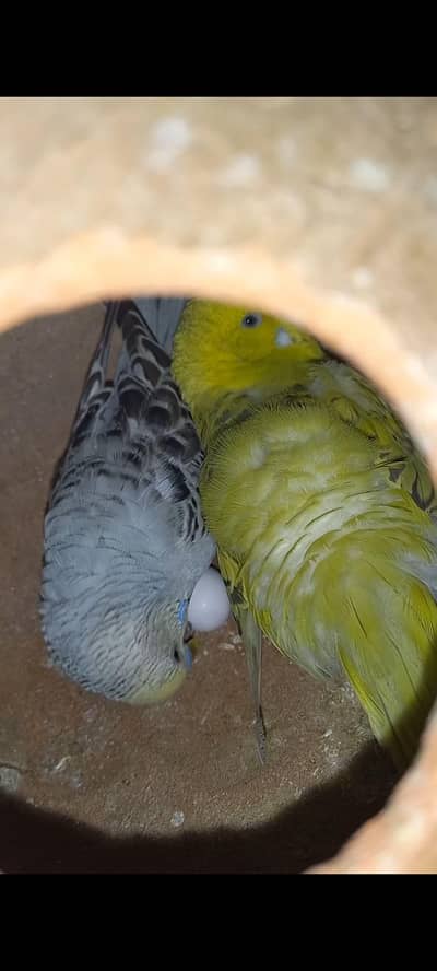 Budgies Breeder  Pair & Pieces