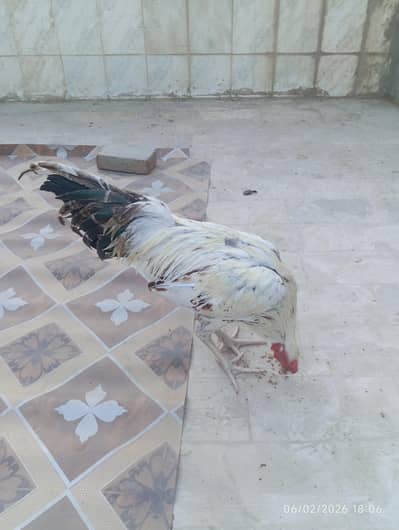 2 Aseel Murgha for sale