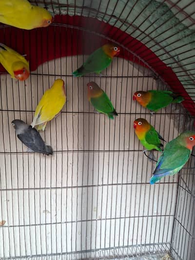 All breeder pairs available crimino , albino red eyes