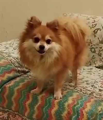 Pomeranian Male Available for Sale