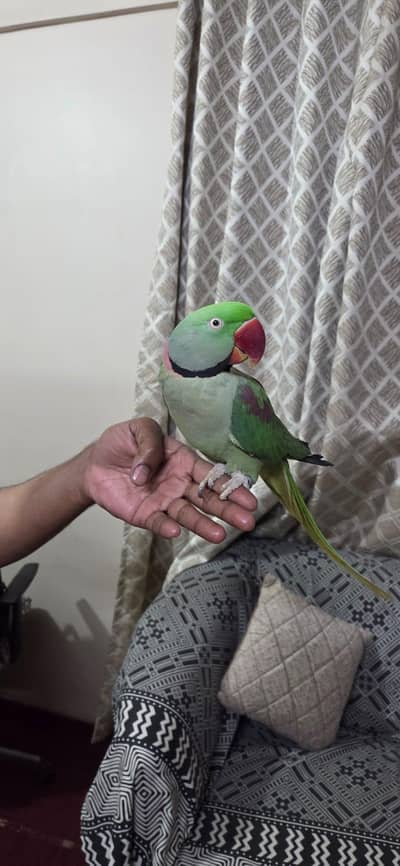 raw parrot male