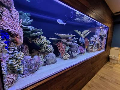 Marin and fresh aquarium services