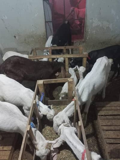 Breeders Goats for Sale