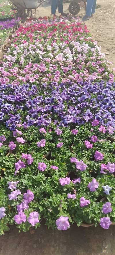 physiotherapy home services