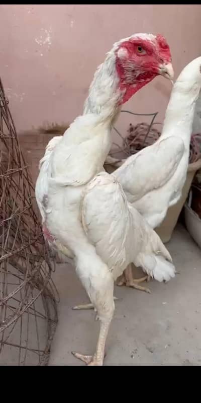 Shampoo Female  To 10 Point  No Gargo  only  karachi  thanks. . .