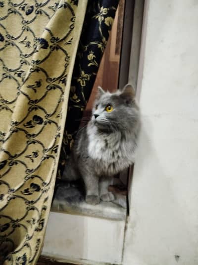 Pure Persian Male Smokey Grey