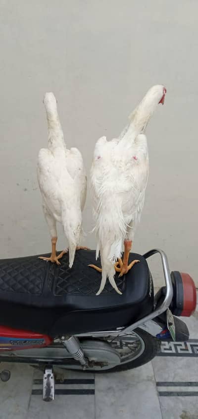 parrot big murga far salonly WhatsApp number 03468556940