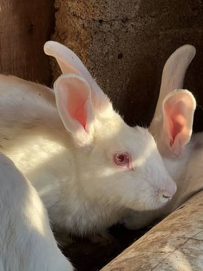 White red eyed rabbits