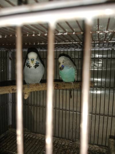 5pair breader bajri with chicks