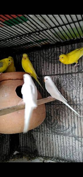 3pair budgie's for sale