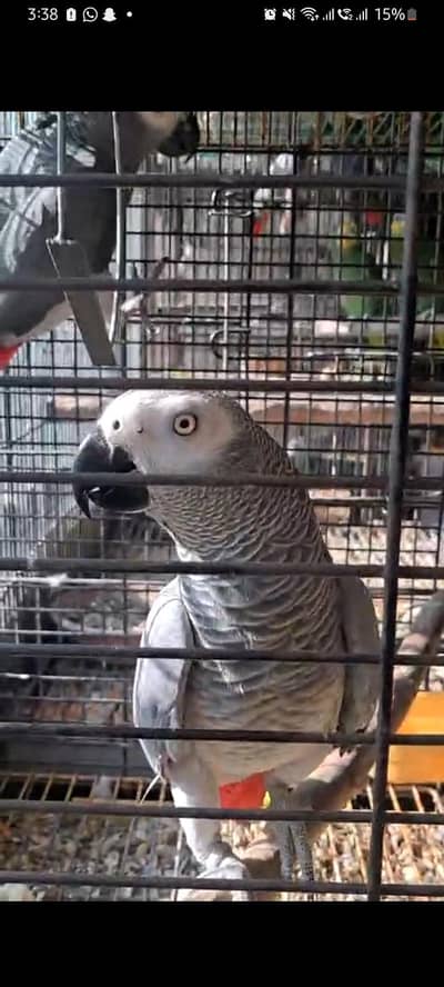 African Grey Parrot Beautiful Pairs 0317-2151409