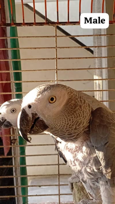 African Grey Parrot breeder Pair