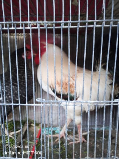 misri murgha murghi and golden buff