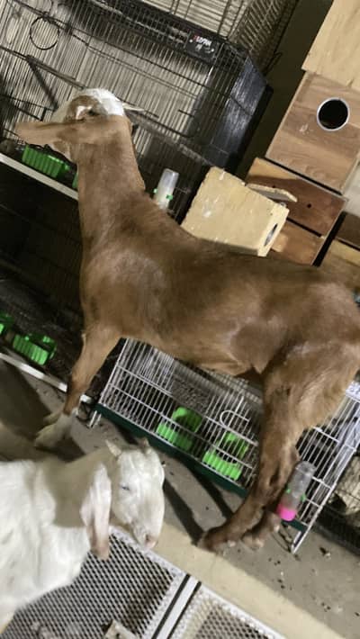 Bakri kheeri path 1 month gabban gulabi bakra