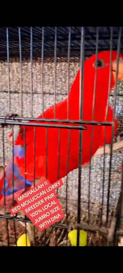 Red Moluccan Lorry breedar Pair