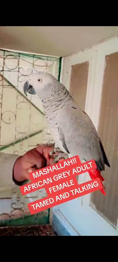 African Grey Parrot female