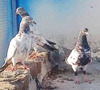 6 parwazi bachy 1000 pr final pigeon kabutar