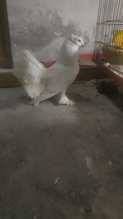 English Fantail male