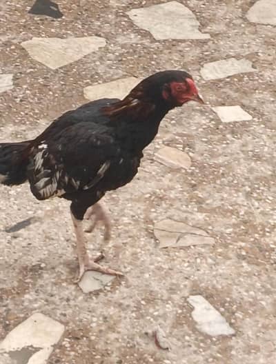 Pure Aseel patha (8 month age)