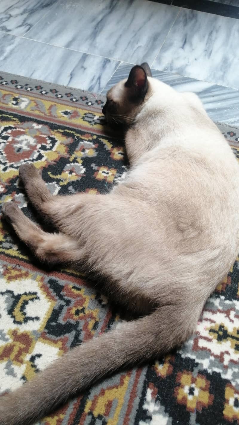 siamese cat 0