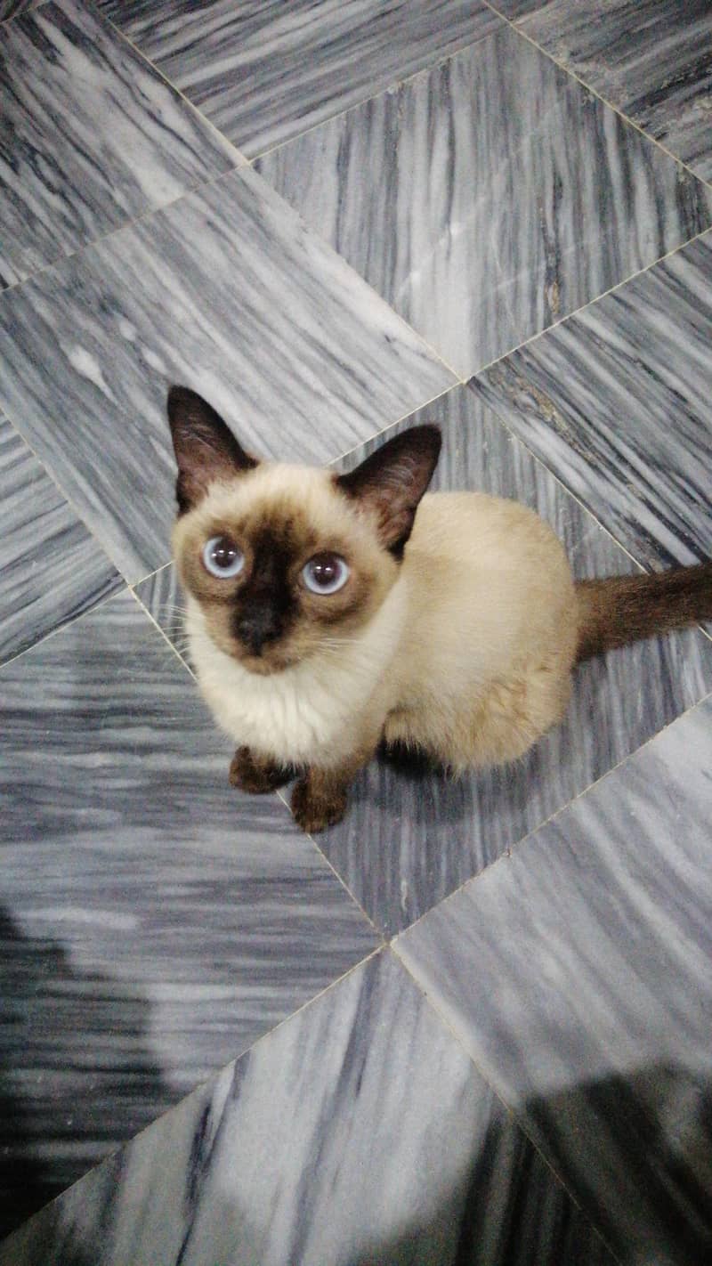 siamese cat 1