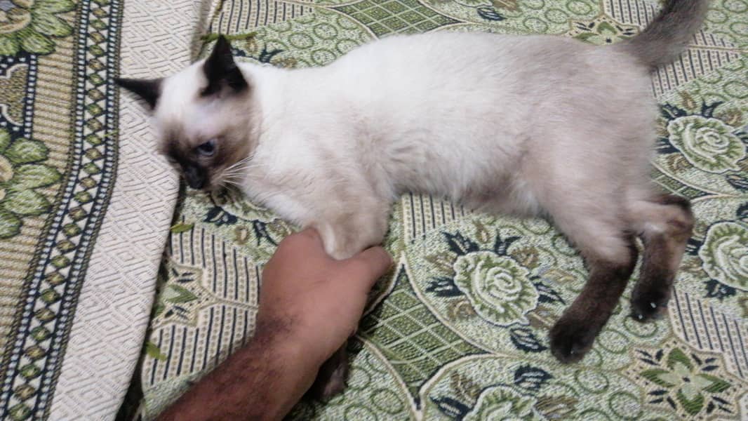siamese cat 2