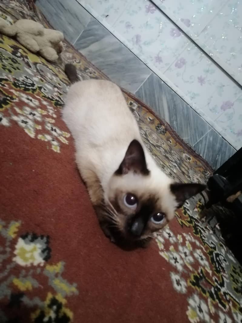 siamese cat 3